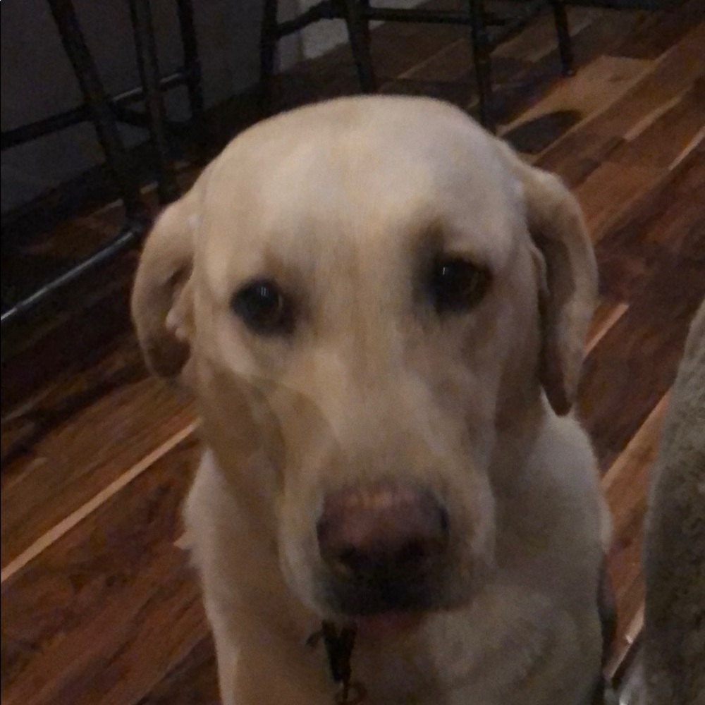 Meet your Posher, Gianna